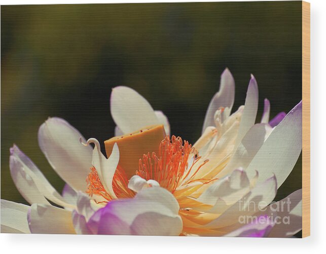 Lotus Wood Print featuring the photograph Japenese Jewel by Aimelle Ml