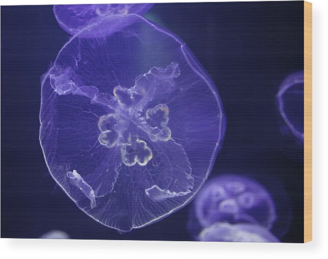 Hawaii Wood Print featuring the photograph Jellyfish Tank by Dan McManus