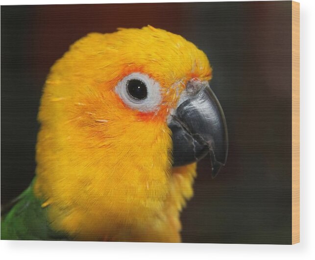 Conure Wood Print featuring the photograph Sitting Pretty - Jenday Conure Portrait by Andrea Lazar