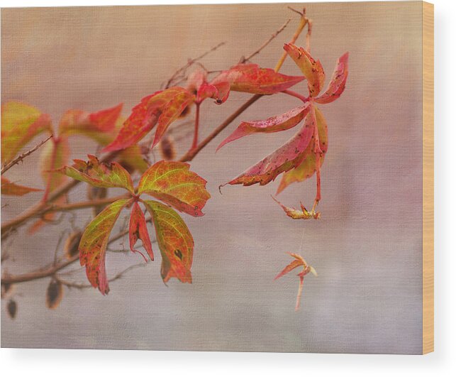 Autumn Leaves Wood Print featuring the photograph Just Fall by Sue Capuano