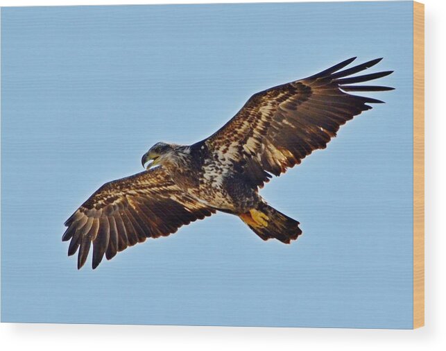 Juvenile Wood Print featuring the photograph Juvenile Bald Eagle In Flight Close Up by Jeff at JSJ Photography