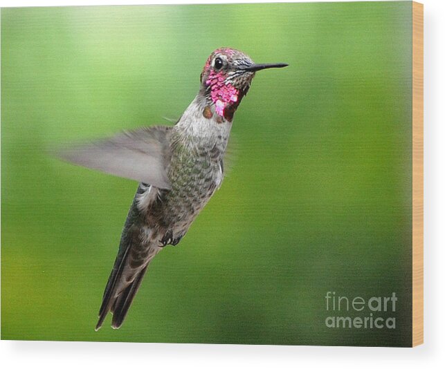Male Hummingbird Wood Print featuring the photograph Juvenile Male Anna's In Flight #1 by Jay Milo