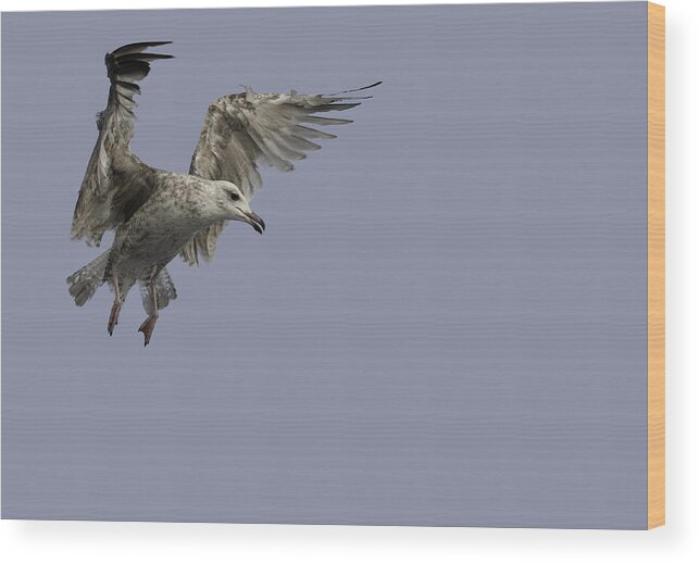 Flying Wood Print featuring the photograph Juvenille Herring Gull by Andy Astbury