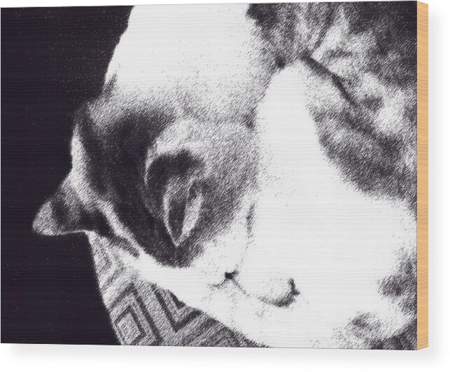 Cat Wood Print featuring the photograph Kiki in Ink Effect by Ginny Schmidt