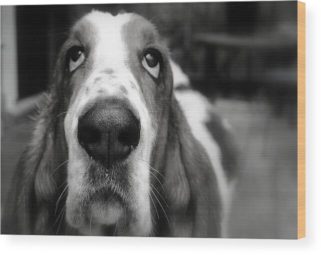 Basset Hound Wood Print featuring the photograph Basset Hound #1 by Marysue Ryan