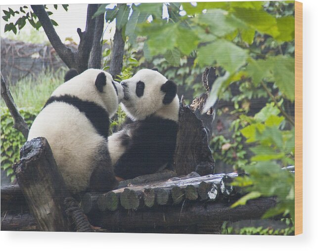 Giant Pandas Wood Print featuring the photograph Kissing pandas by Dennis Cox