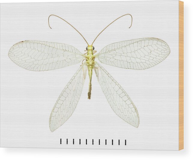 Animal Wood Print featuring the photograph Lacewing by Natural History Museum, London