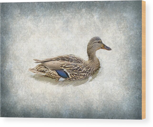 Duck Wood Print featuring the photograph Lady Mallard Blues by Bill and Linda Tiepelman