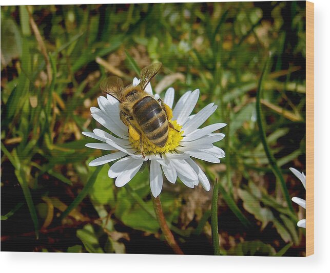 Bee Wood Print featuring the photograph Daisy And Bee by Nina Ficur Feenan