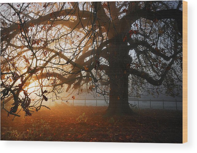 Tree Wood Print featuring the photograph last of the Autumn wine by John Chivers