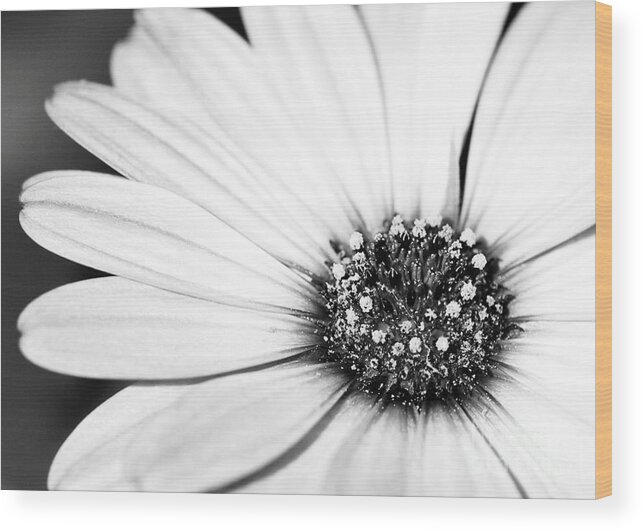 Macro Wood Print featuring the photograph Lazy Daisy in Black and White by Sabrina L Ryan