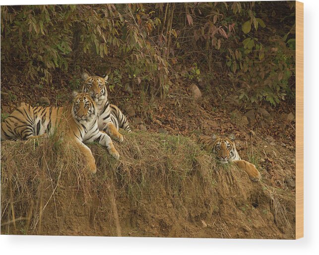 Animal Themes Wood Print featuring the photograph Lazy Weekend by *swatikulkarni*