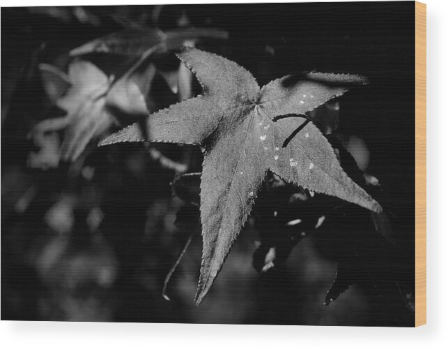 Leaf Wood Print featuring the photograph Leaf by George Taylor