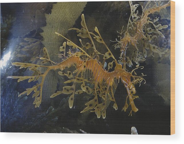 Actinopterygii Wood Print featuring the photograph Leafy Sea Dragons by Paul Zahl