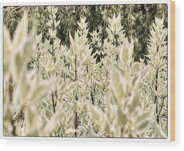 Plant Wood Print featuring the photograph Leaves 1 by Lenny Carter