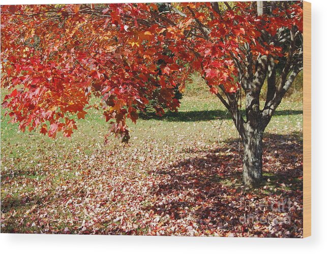 Maple Tree Wood Print featuring the photograph Leaves Are Falling by Eunice Miller