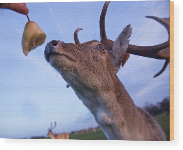 Deer Wood Print featuring the photograph Less Hunger by Alex Art