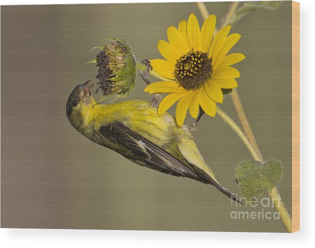 Lesser Goldfinch Wood Print featuring the photograph Lesser Goldfinch on sunflower by Bryan Keil