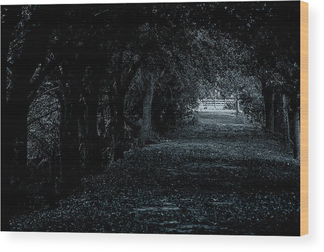 Trees Wood Print featuring the photograph Light Tunnel by Lorenzo Cassina