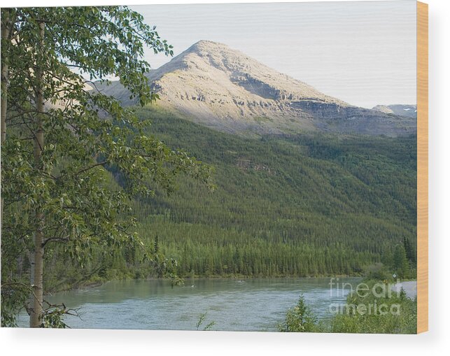  British Columbia Wood Print featuring the photograph Lighted Top by Tara Lynn