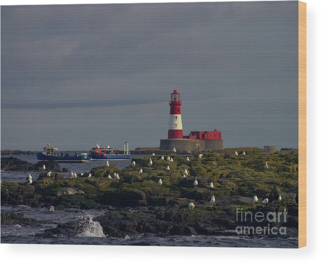 Farne Islands Wood Print featuring the photograph Lighthouse on The Farne Isands Northumberland by Martyn Arnold
