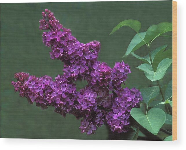 Lilac Wood Print featuring the photograph Lilac by Dave Mills