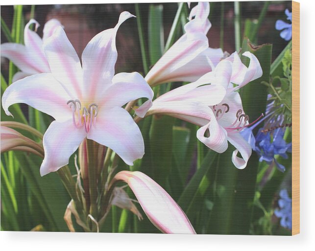 Flower Wood Print featuring the photograph Lily Glow 2 by M Diane Bonaparte