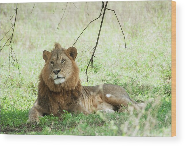 Tranquility Wood Print featuring the photograph Lion Sitting In The Grass In The Maasai by Diane Levit / Design Pics