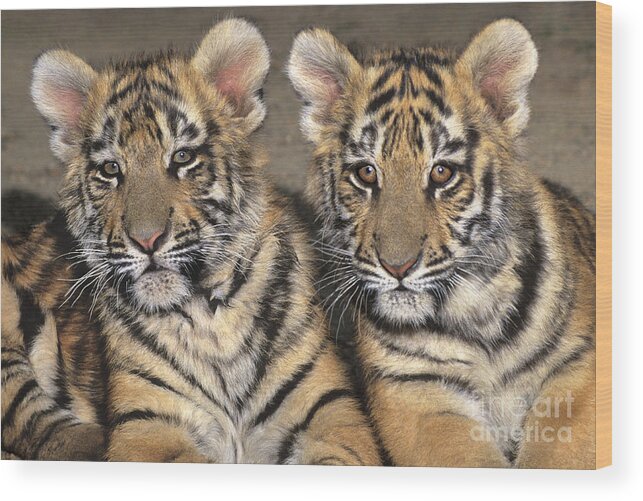 Bengal Tigers Wood Print featuring the photograph Little Angels Bengal Tigers Endangered Wildlife Rescue by Dave Welling