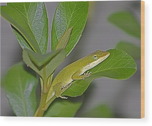 Anole Wood Print featuring the photograph Little Anole at Sundown by Jeanne Juhos