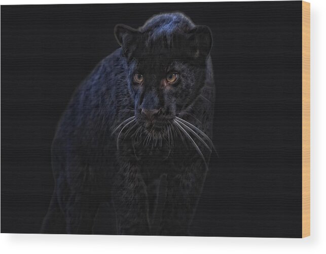 Animal Wood Print featuring the photograph little black Jag by Joachim G Pinkawa