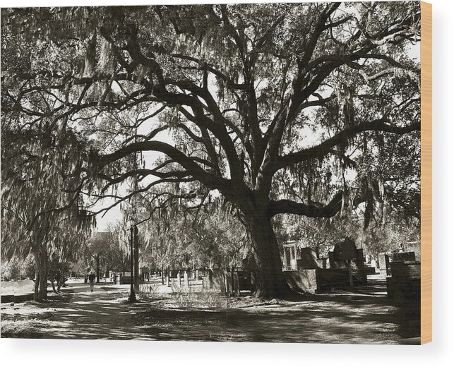Tree Wood Print featuring the photograph Live Oak by Carol Erikson