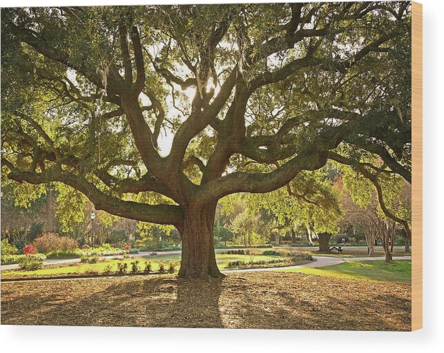 Tranquility Wood Print featuring the photograph Live Oak by Daniela Duncan