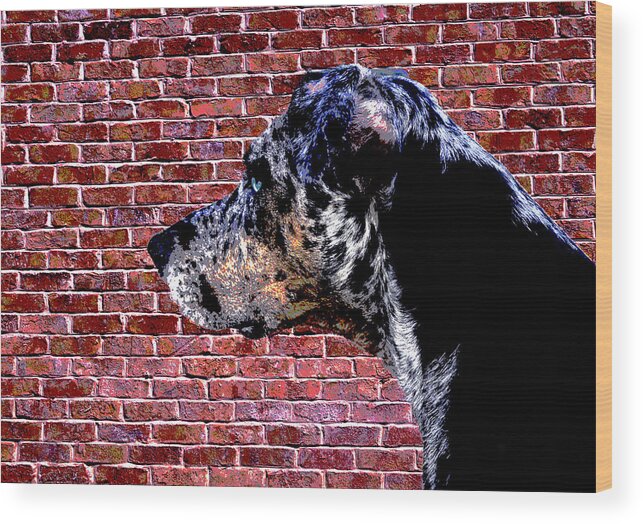 Catahoula Leopard Dog Wood Print featuring the photograph Lola by Jerry Hart