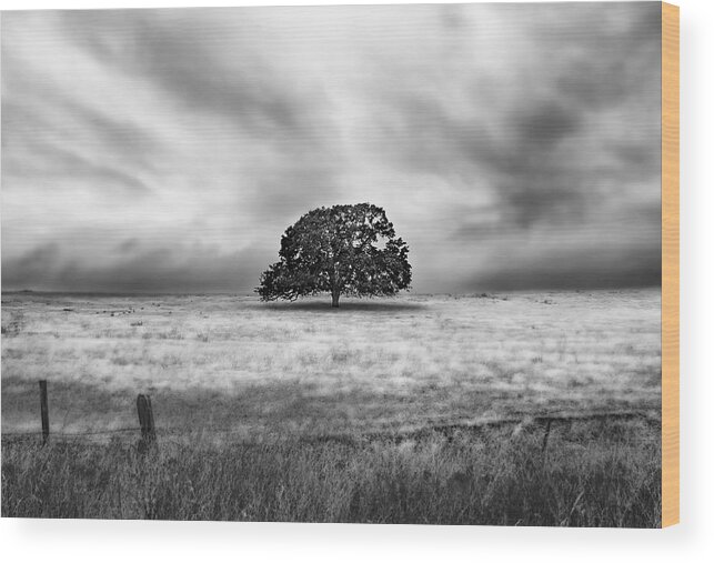 Valley Oak Wood Print featuring the photograph Lone Valley Oak horizontal by Abram House