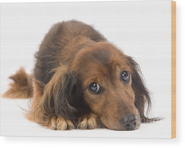Dachshund Wood Print featuring the photograph Long-haired Dachshund by Jean-Michel Labat