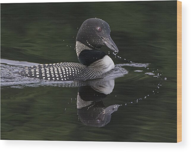 Loon Wood Print featuring the photograph Loon #1 by Wade Aiken