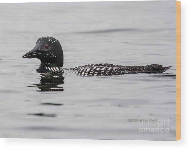 Loon Wood Print featuring the photograph Loon by Cheryl Baxter