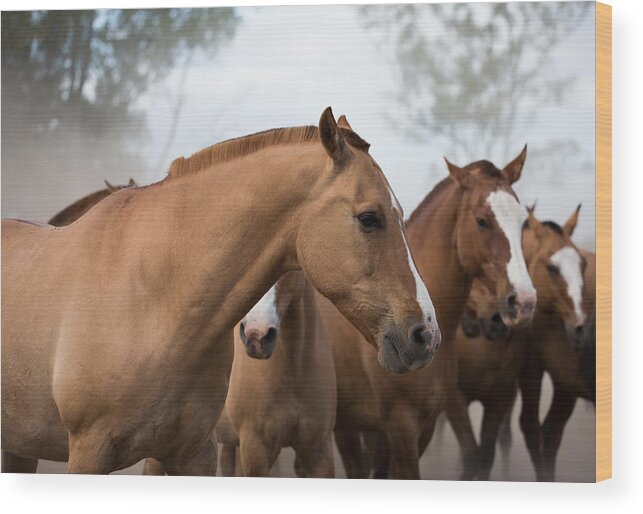 Argentina Wood Print featuring the photograph Los Caballos de la Estancia by John Daly