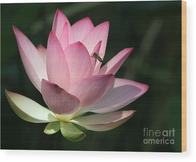 Lotus Wood Print featuring the photograph Lotus and a Bee by Sabrina L Ryan