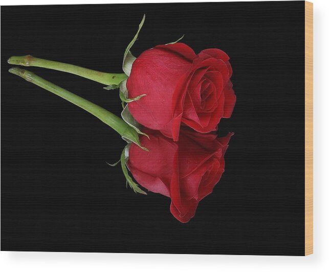 Rose Wood Print featuring the photograph Love Rose Twice by Michael Gordon