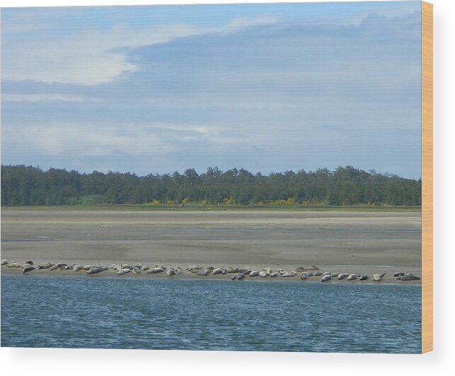 Seals Wood Print featuring the photograph Low Tide by Gallery Of Hope 