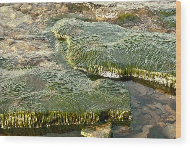 Landscape Wood Print featuring the photograph Low Water Algae by Lena Wilhite