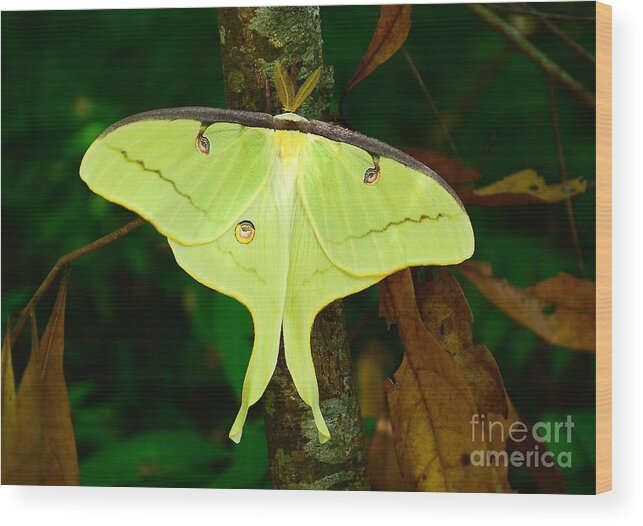 Luna Moth Wood Print featuring the photograph Luna Moth by Kathy Baccari