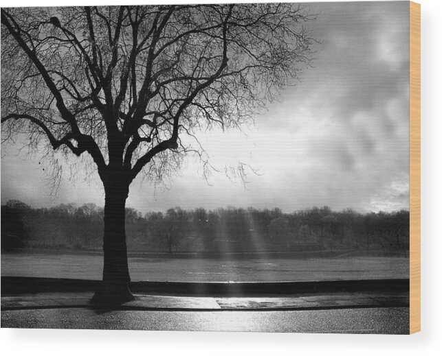 Tree Wood Print featuring the photograph Lwv10007 by Lee Winter