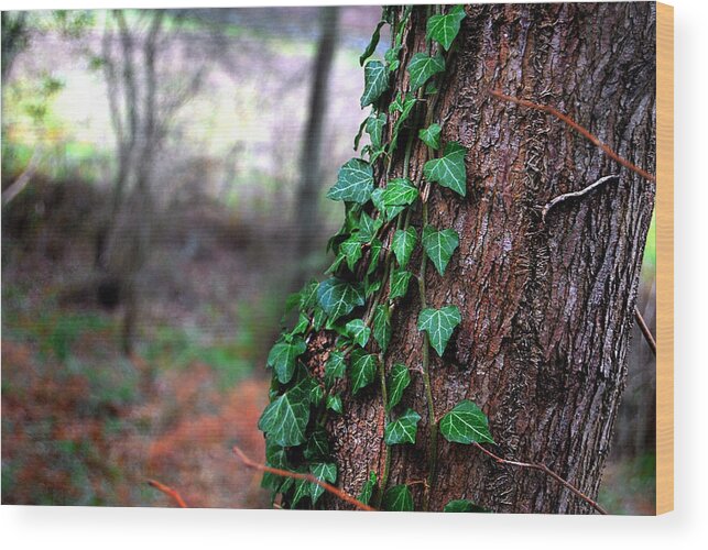 Nature Wood Print featuring the photograph Lwv10025 by Lee Winter
