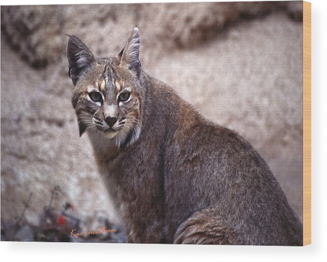 Nature Wood Print featuring the photograph Lynx Portait 1 by Kae Cheatham