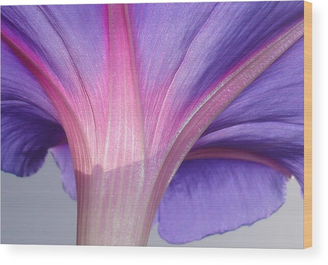 Lilac Wood Print featuring the photograph Macro of a Pale Liliac and Pink Morning Glory by Taiche Acrylic Art