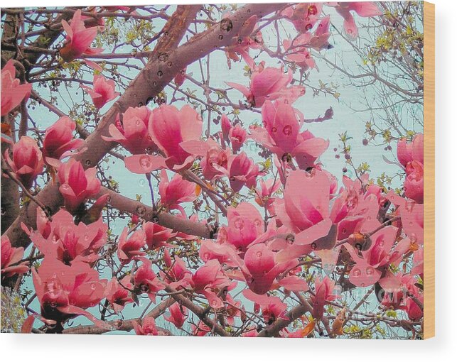 Magnolia Wood Print featuring the photograph Magnolia Blossoms in Spring by Janette Boyd