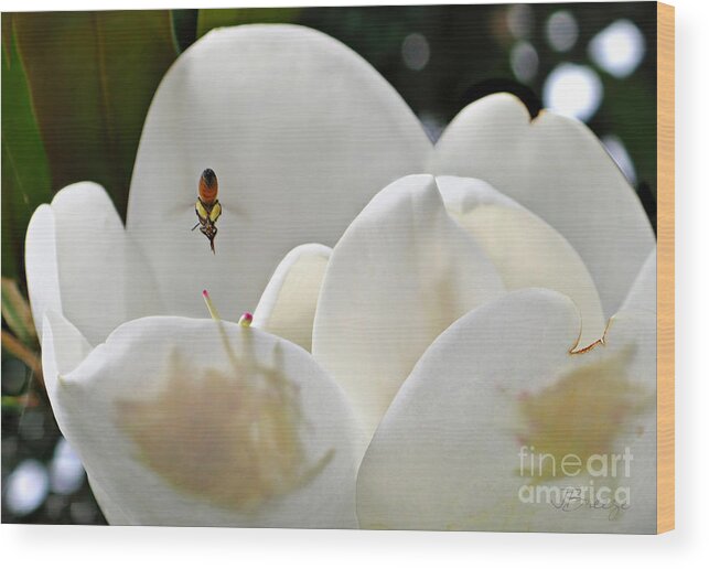 Magnolia Wood Print featuring the photograph Magnolia Bound Bee by Jennie Breeze